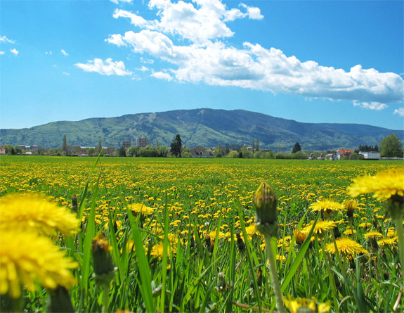 Second International Conference on SETECEC 2013 :: Maribor - Slovenia